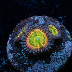 Funny D's Zoanthid - riptide aquaculture llc