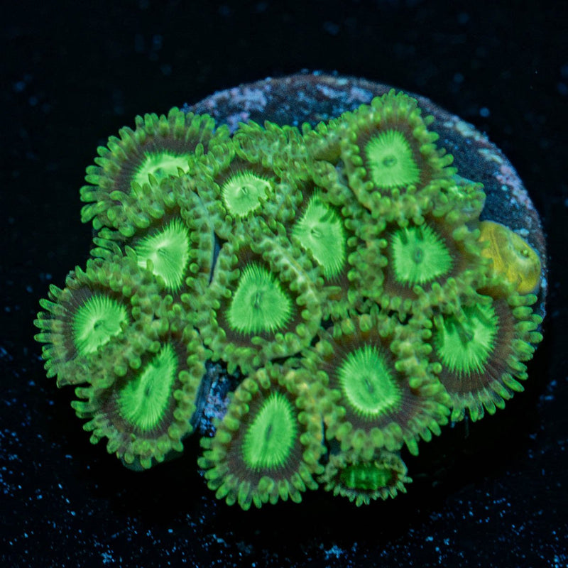 Green Lanterns Zoanthid