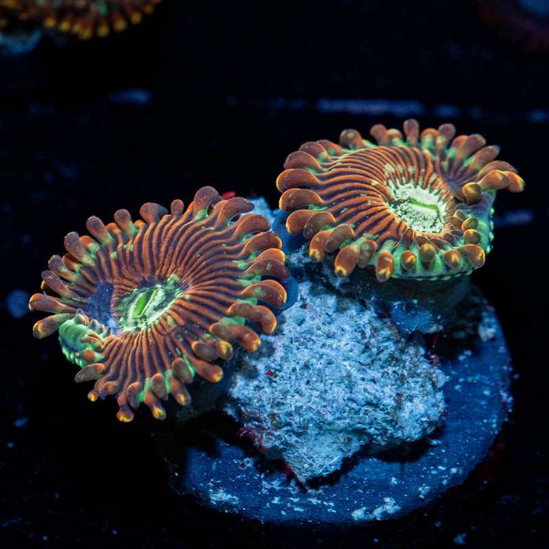 Dark Magicians Zoanthid