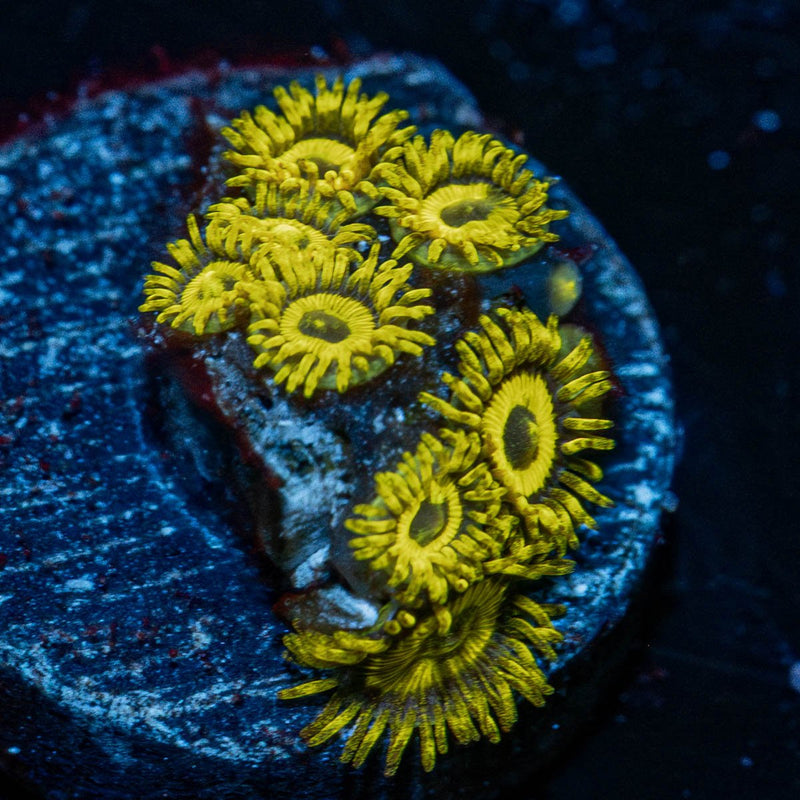 LA Lakers Zoanthid
