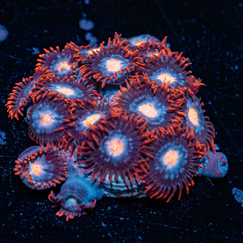 Stitches Zoanthid