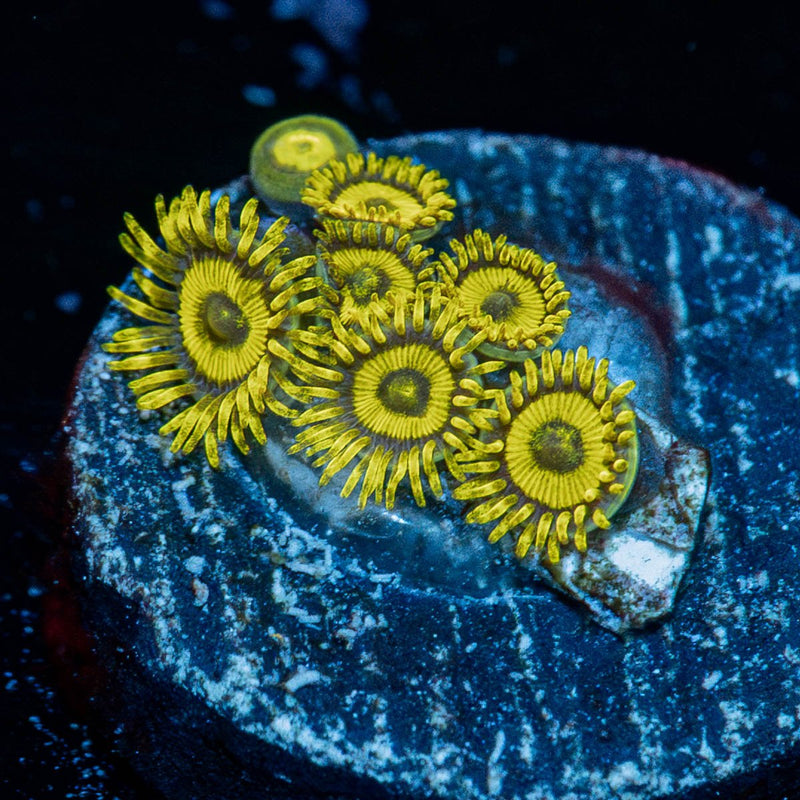 LA Lakers Zoanthid