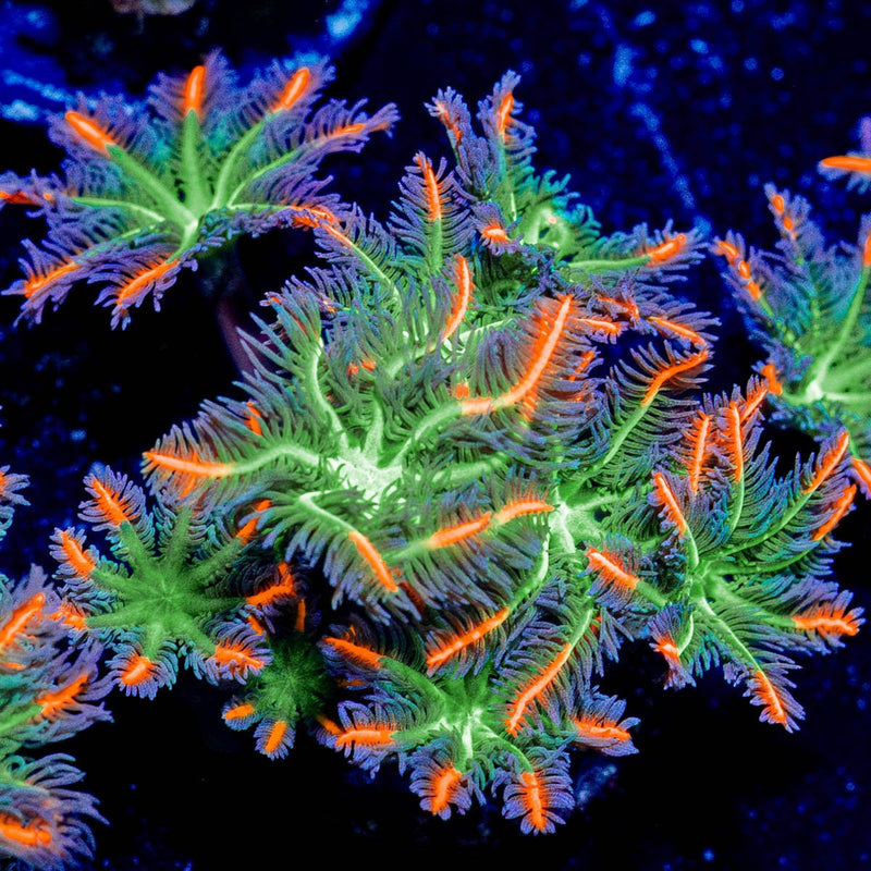 ARC FireWork Clove Polyps