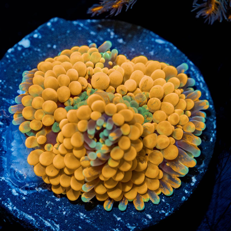 Ultra Orange Ricordea Mushroom