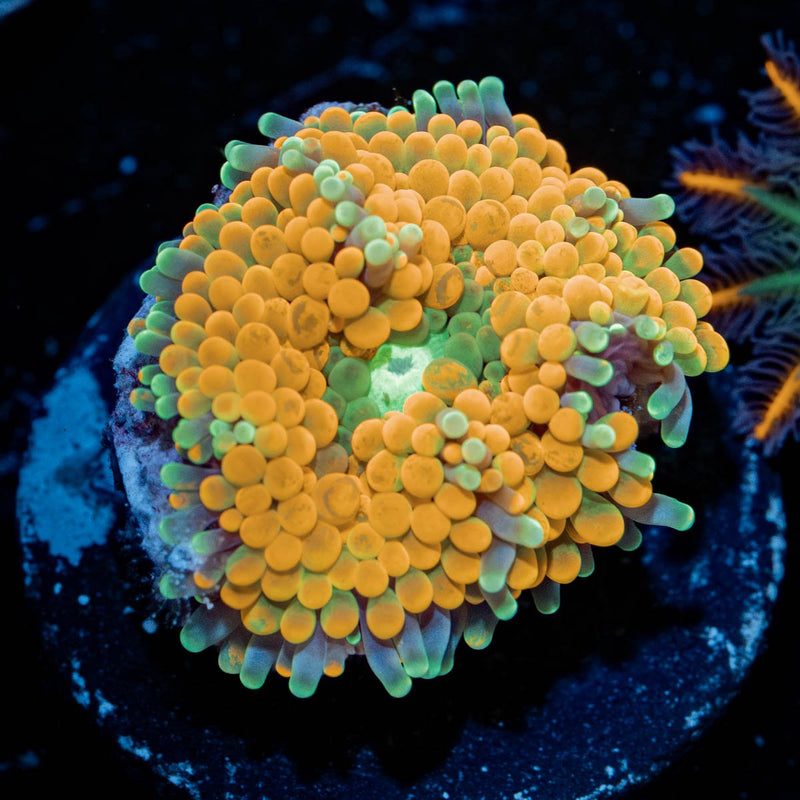 Ultra Orange Ricordea Mushroom