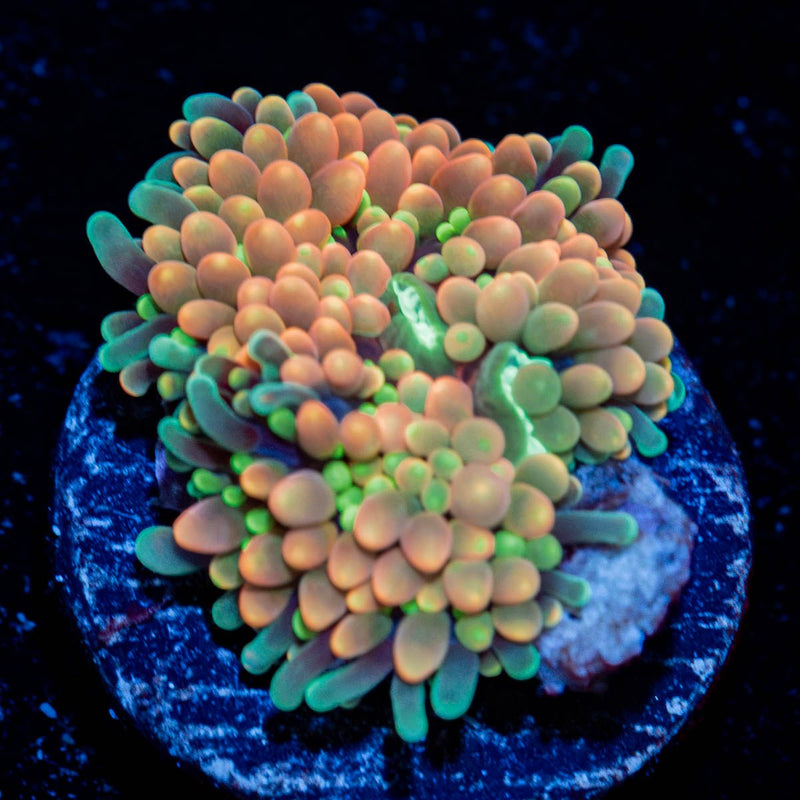 Ultra Pink Ricordea Mushroom