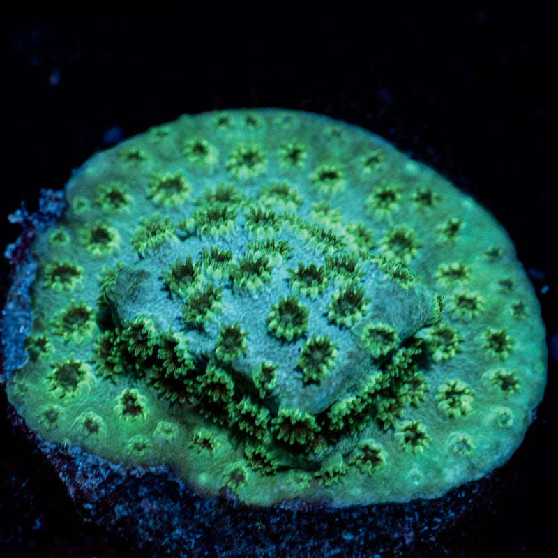 SeaFoam Cyphastrea