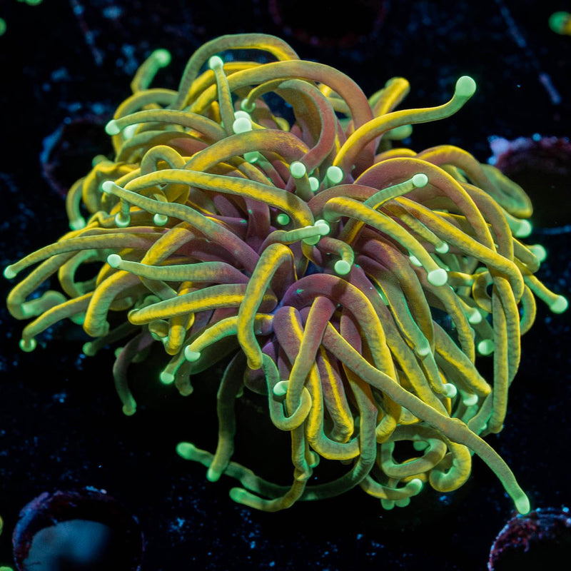 Inferno Gold Torch Euphyllia