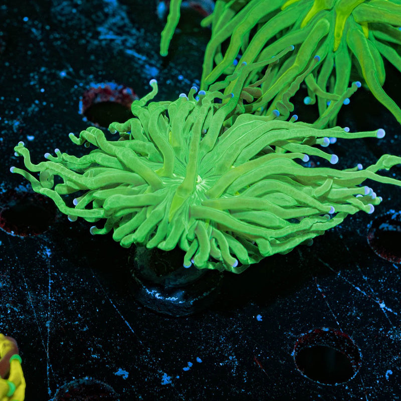 Blue Tip Green Torch Euphyllia