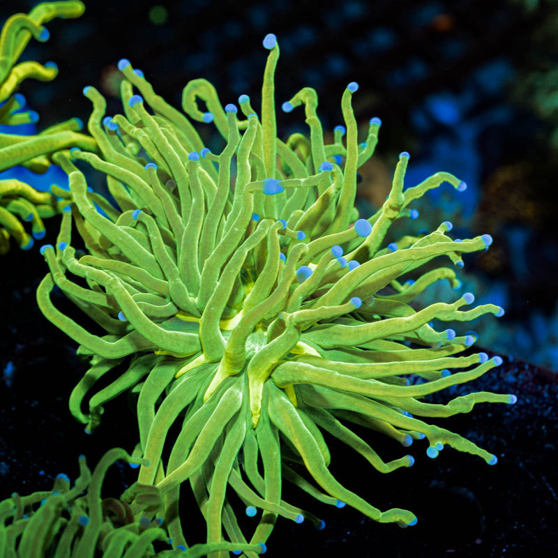 Holy Grail Torch Euphyllia