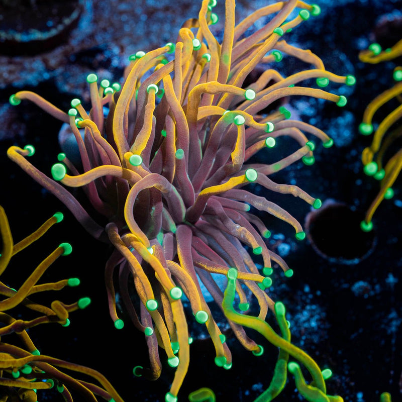 Inferno Gold Torch Euphyllia