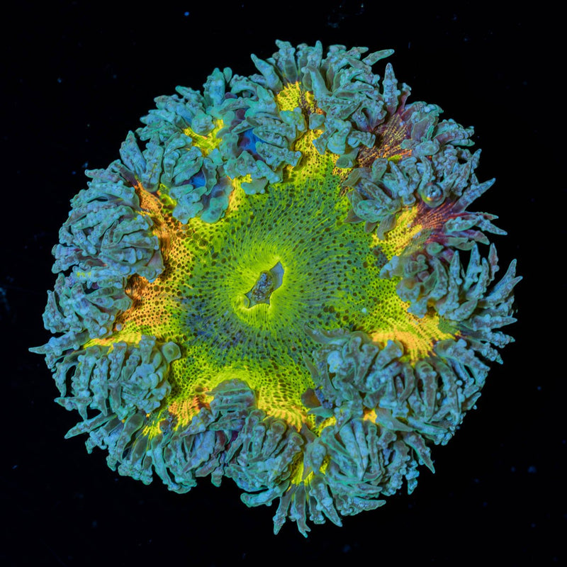 Rainbow Rock Flower Anemone