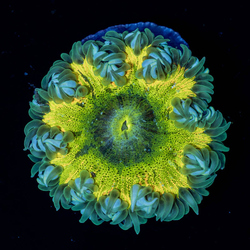 Rock Flower Anemone