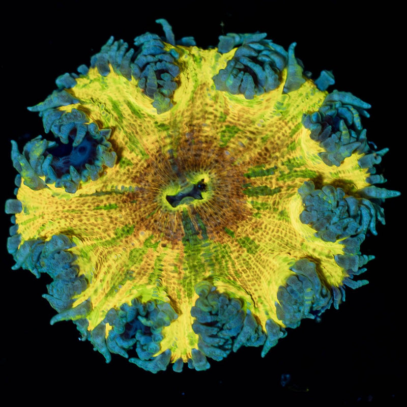 Rainbow Rock Flower Anemone