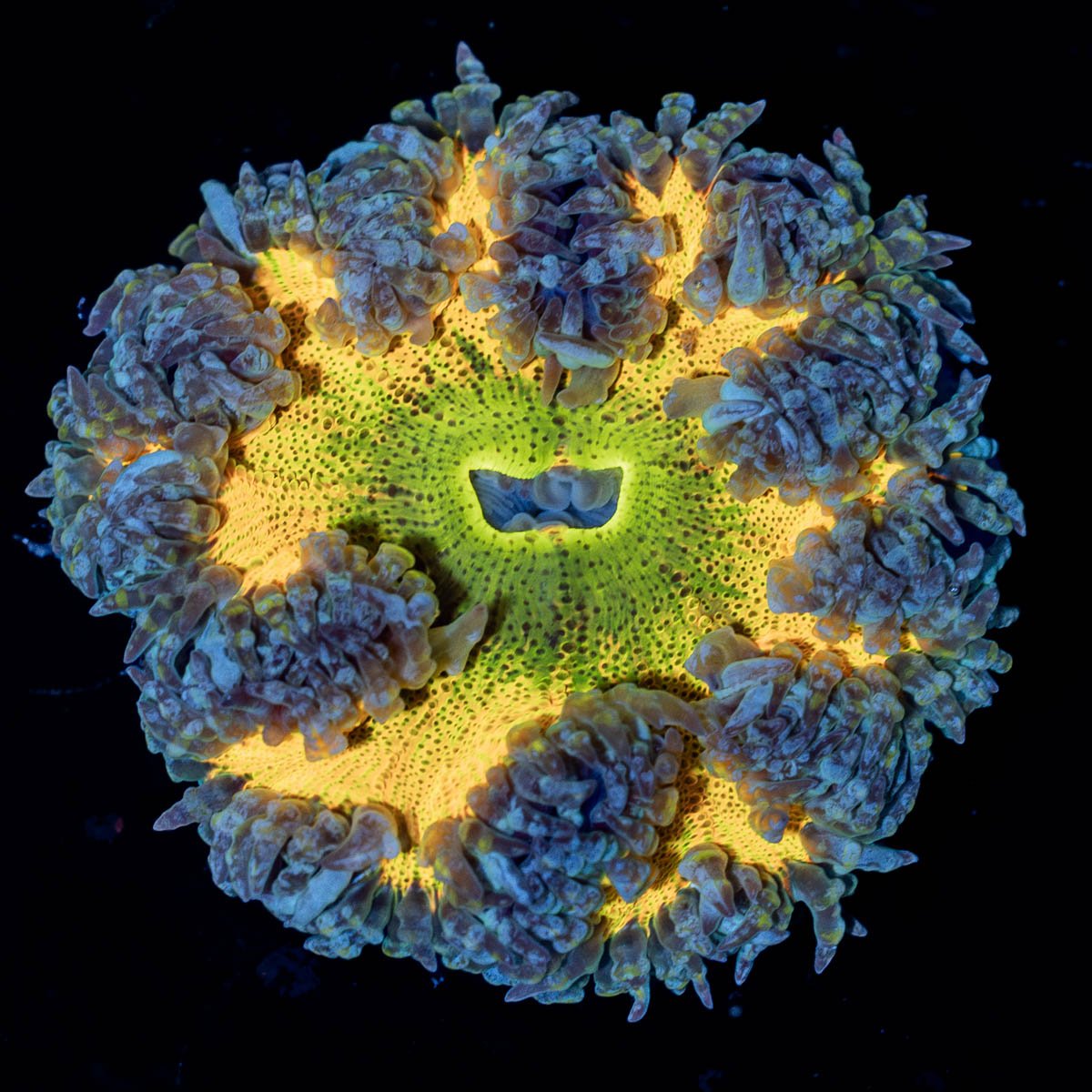 Rock Flower Anemone - riptide aquaculture llc