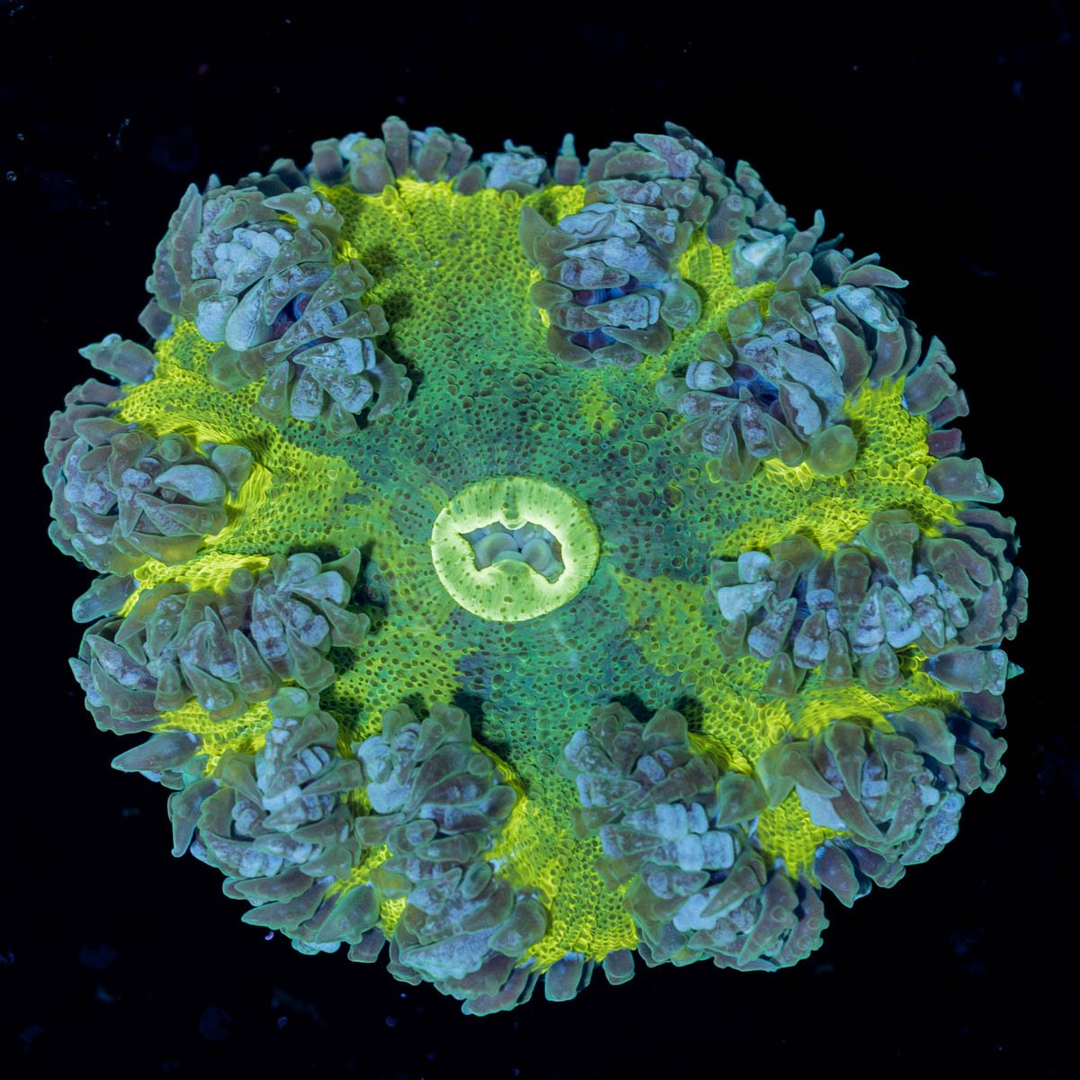 Rock Flower Anemone - riptide aquaculture llc
