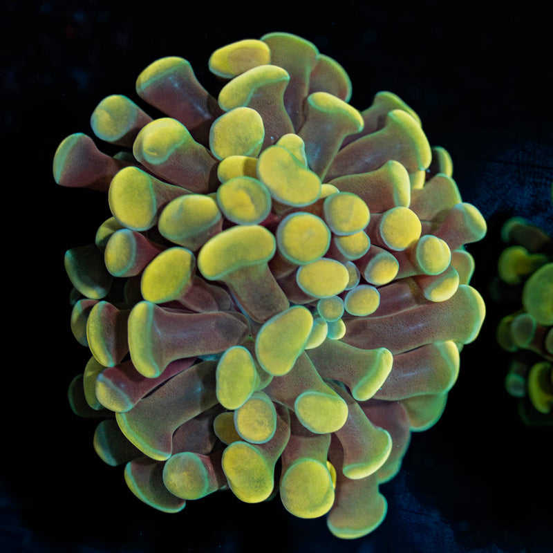 Gold Hammer Euphyllia