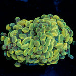 Gold Hammer Euphyllia - riptide aquaculture llc