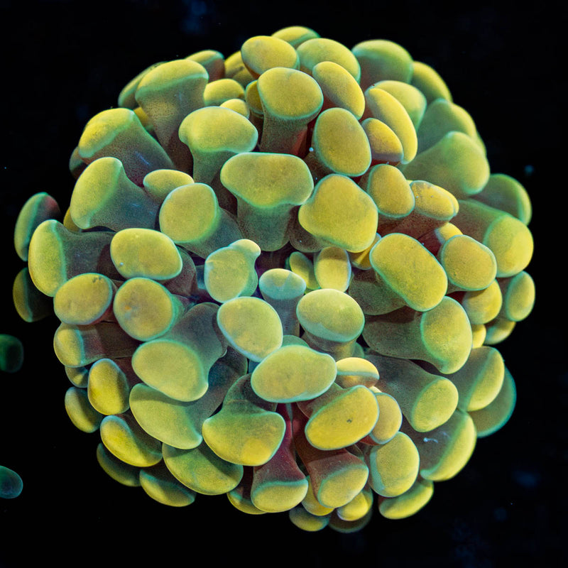 Gold Hammer Euphyllia