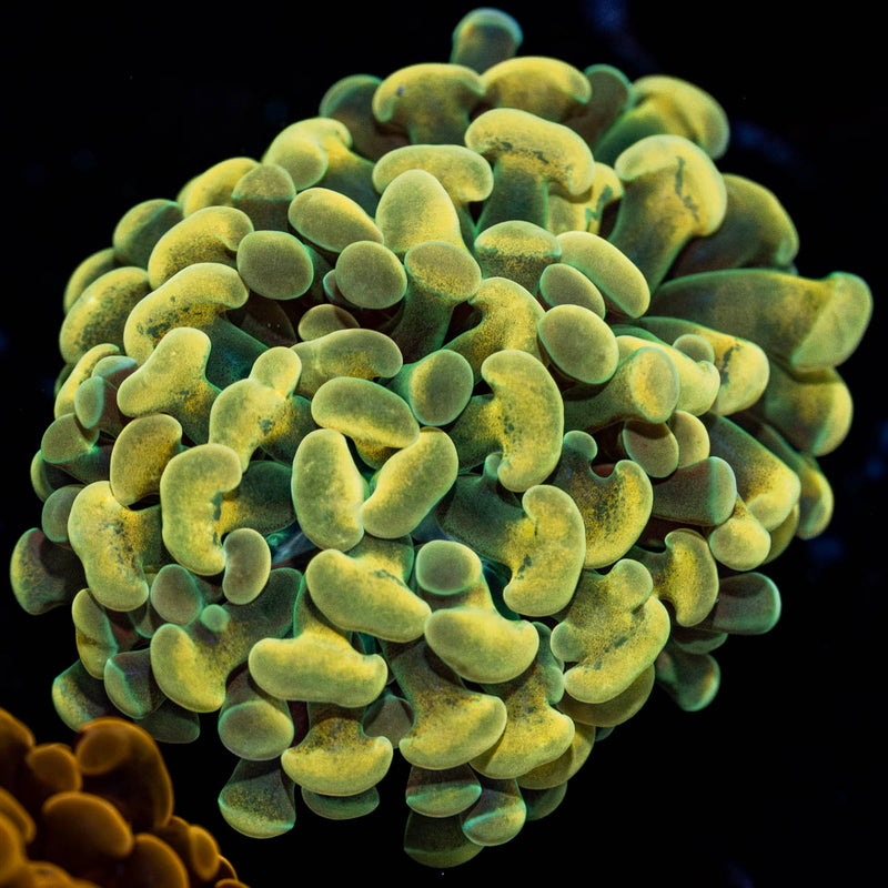 Gold Hammer Euphyllia