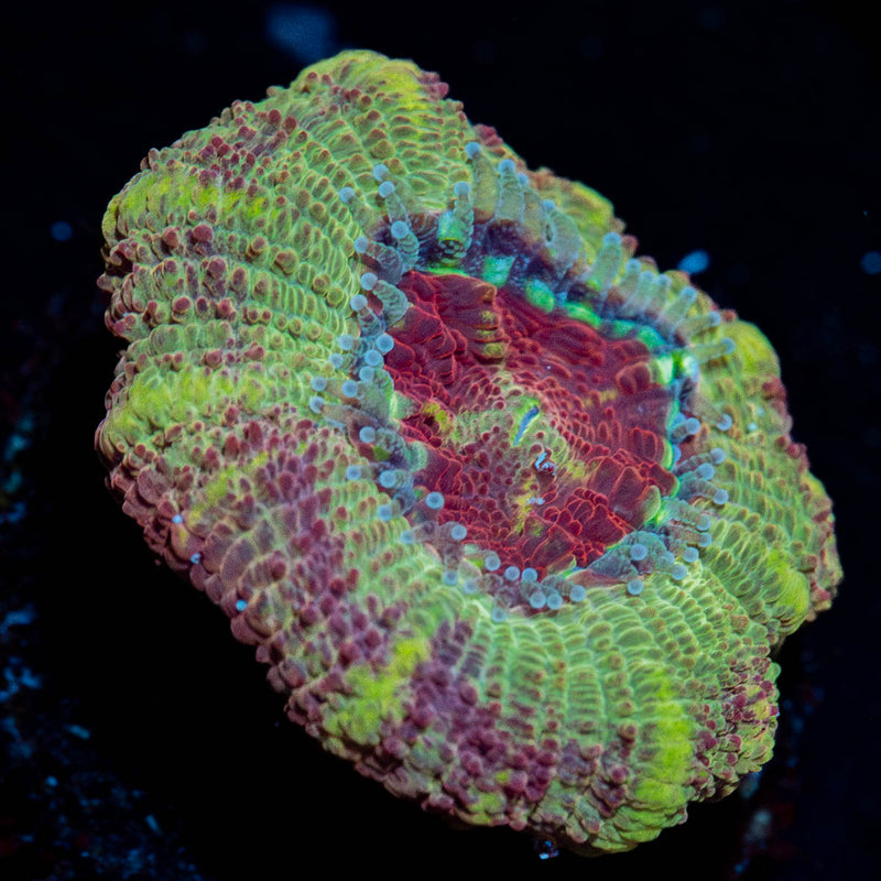Tremors Asian acan