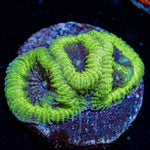 Green Goblin - riptide aquaculture llc