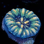 Button Scoly - riptide aquaculture llc