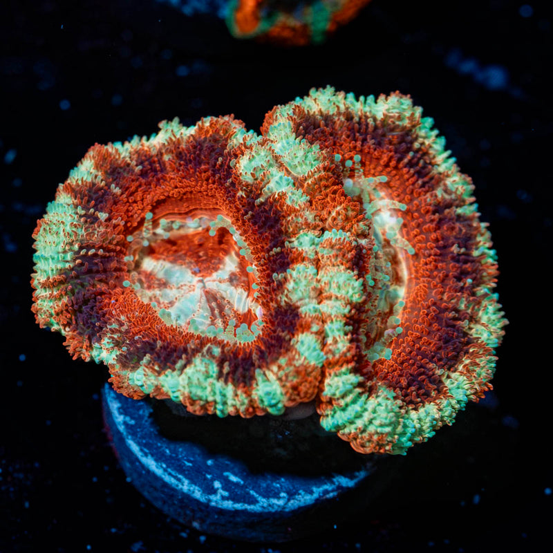 Blood Moon Asian acan