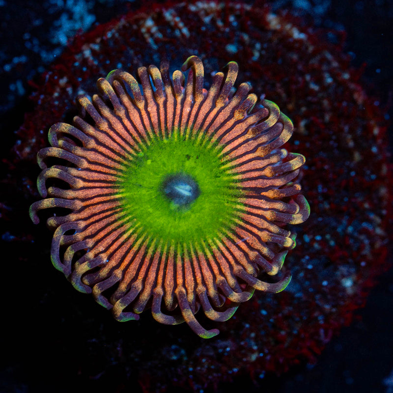 CAndy Apple Pink Zoanthid