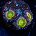 Funny D's Zoanthid - riptide aquaculture llc