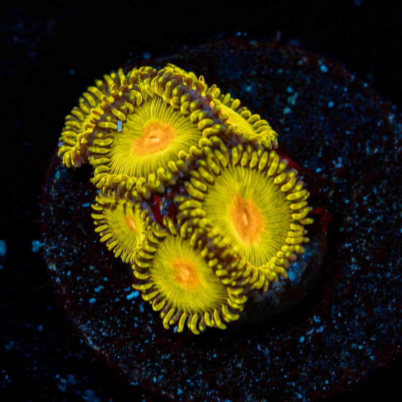 Sun Gods Zoanthid