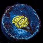 LA Lakers Zoanthid 
