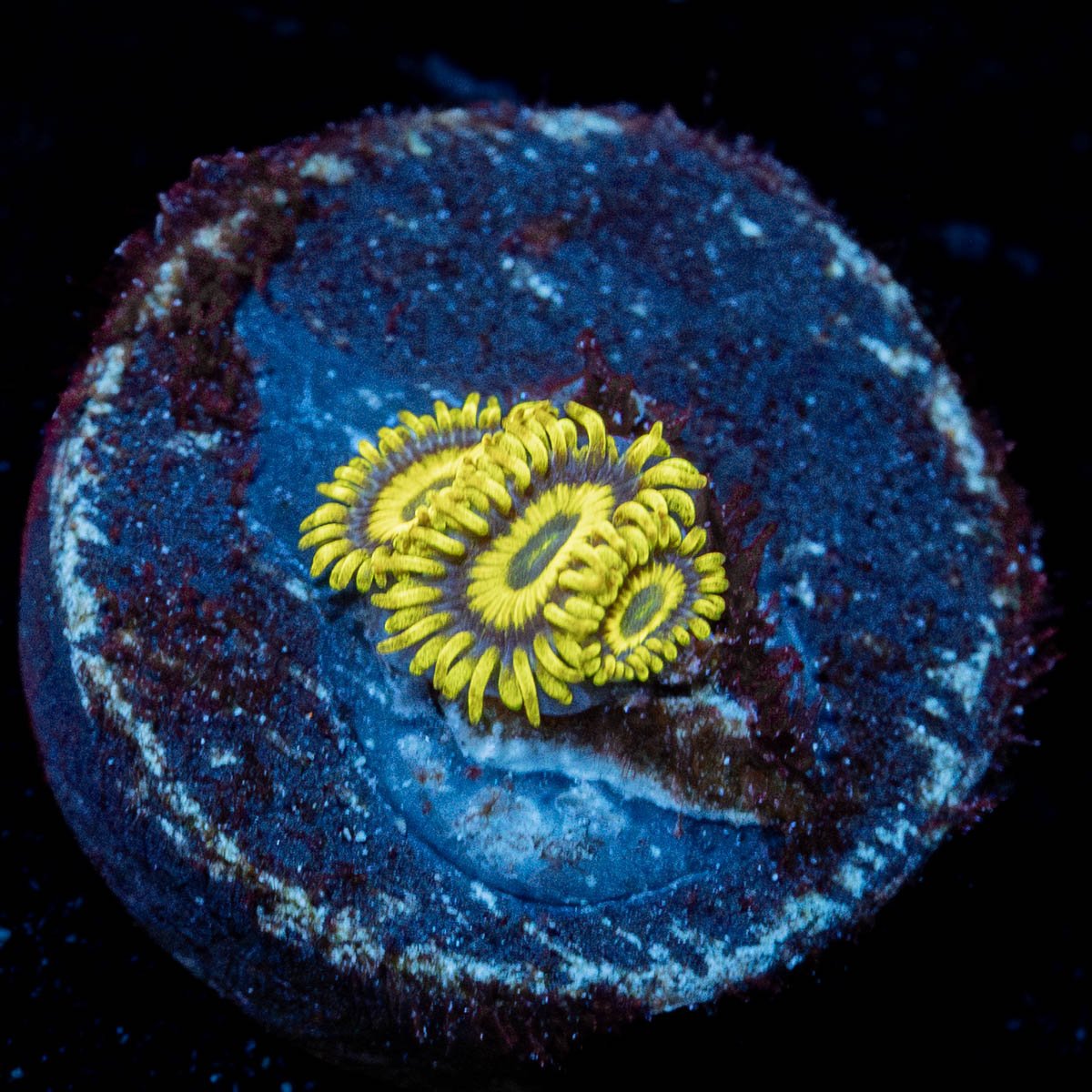 LA Lakers Zoanthid 