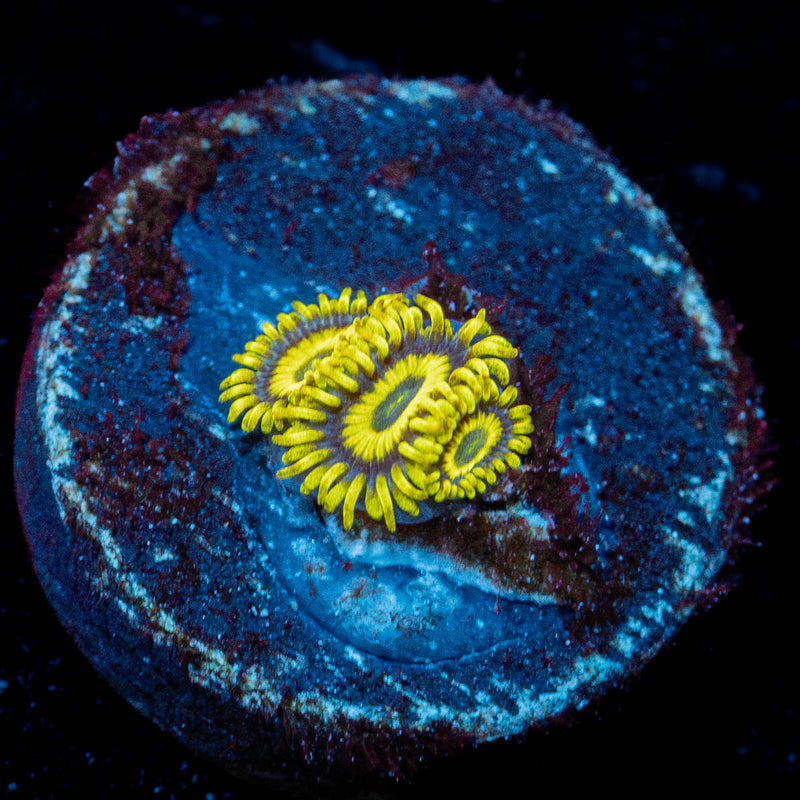 LA Lakers Zoanthid