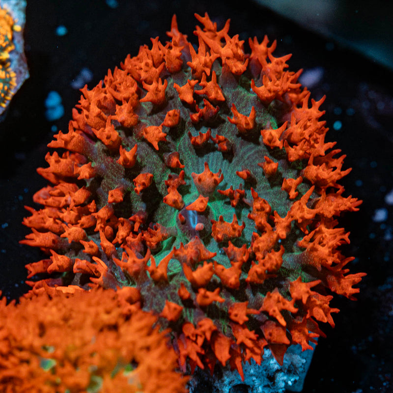 Saint Thomas mushroom