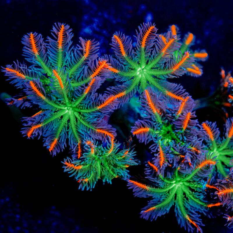 ARC FireWork Cloves Polyps