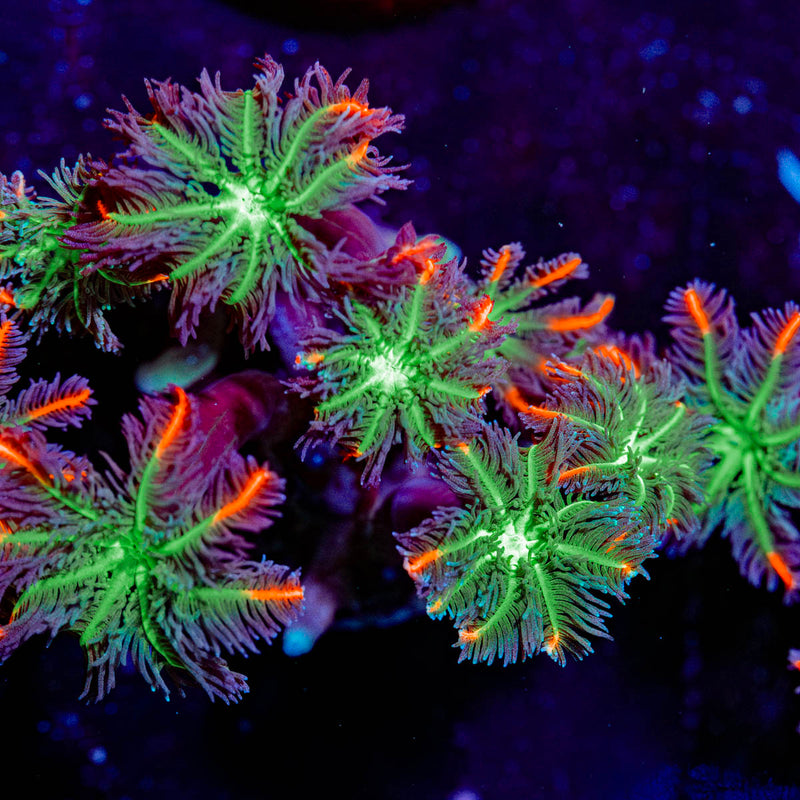 ARC FireWork Cloves Polyps