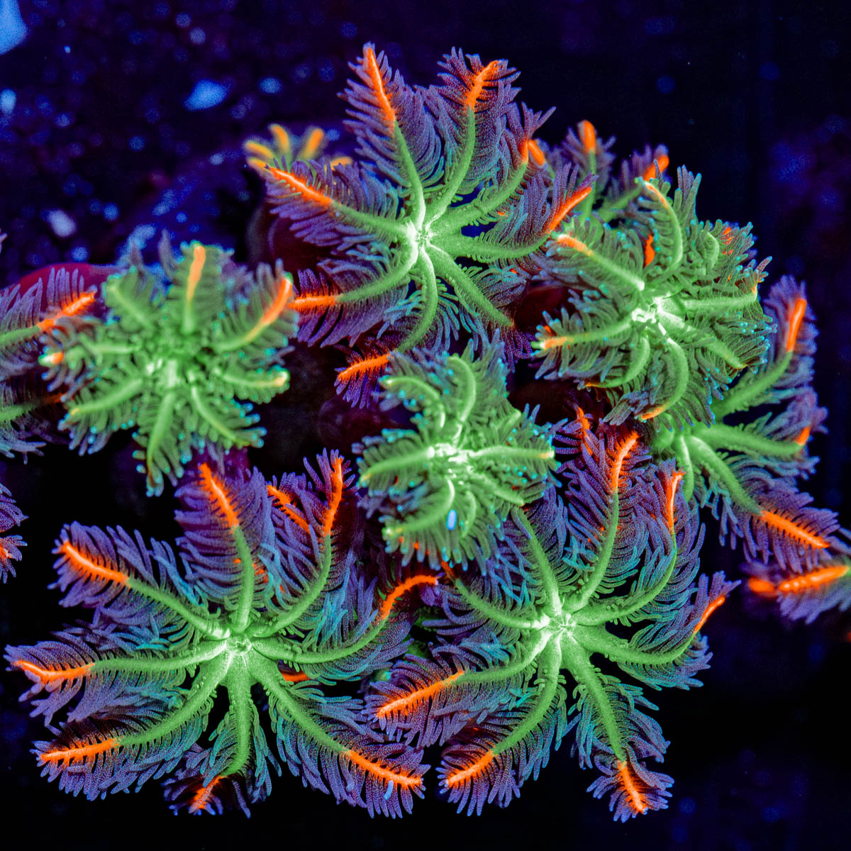 ARC FireWork Cloves Polyps 