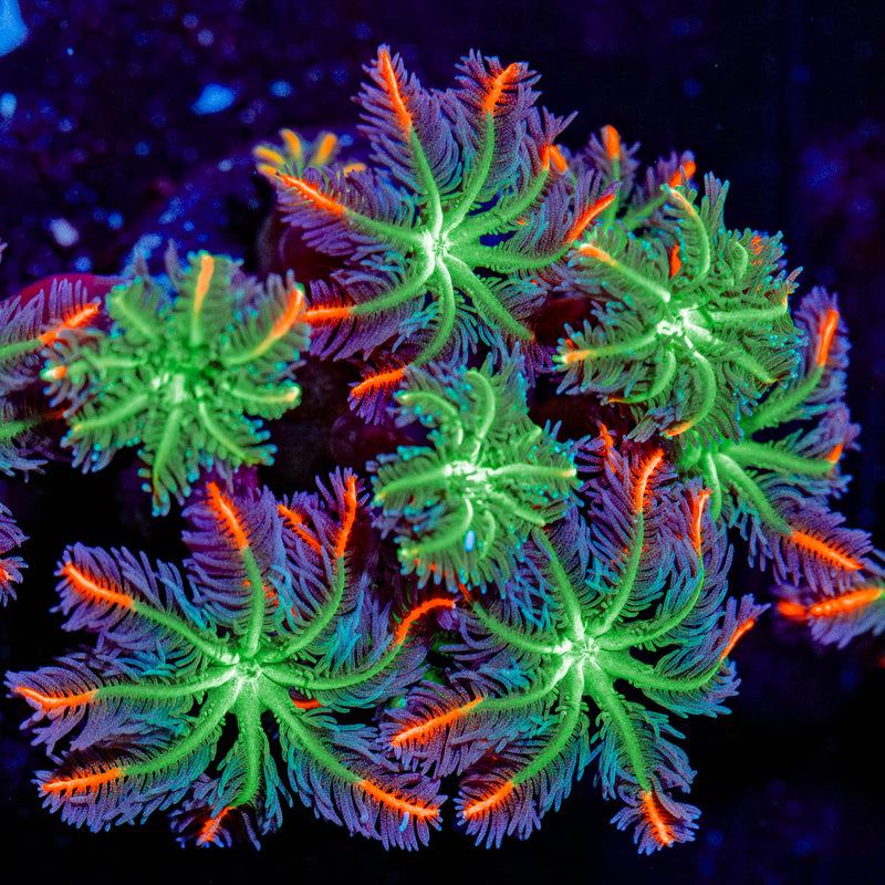 ARC FireWork Cloves Polyps