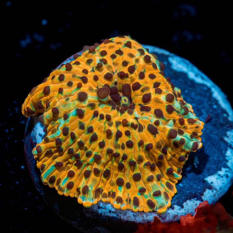 Leopard Print Mushroom