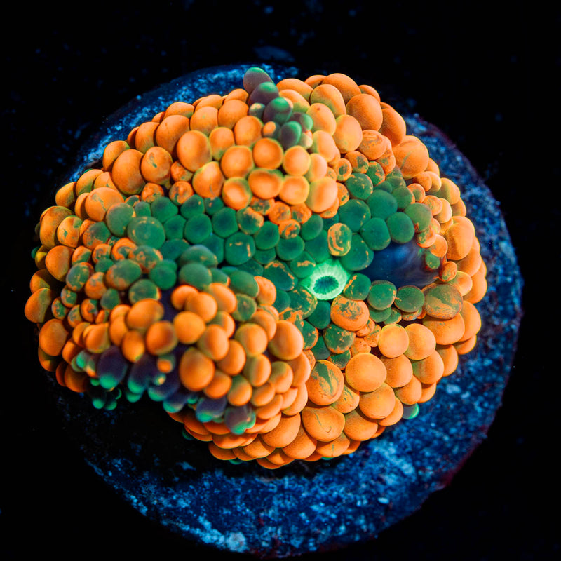 Orange Ricordea Mushroom