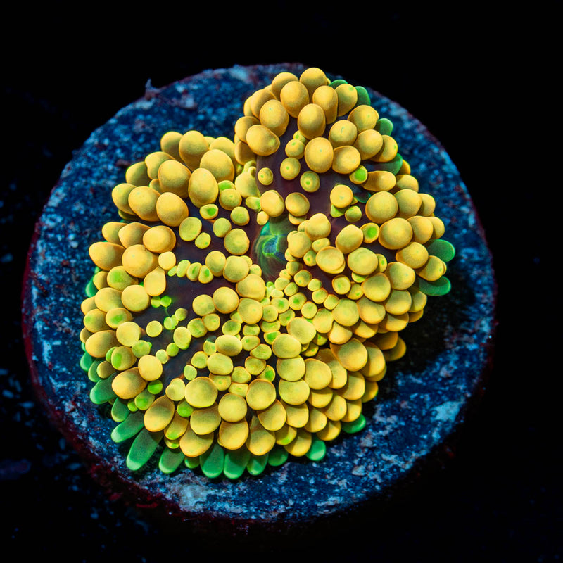 Yellow Ricordea Mushroom