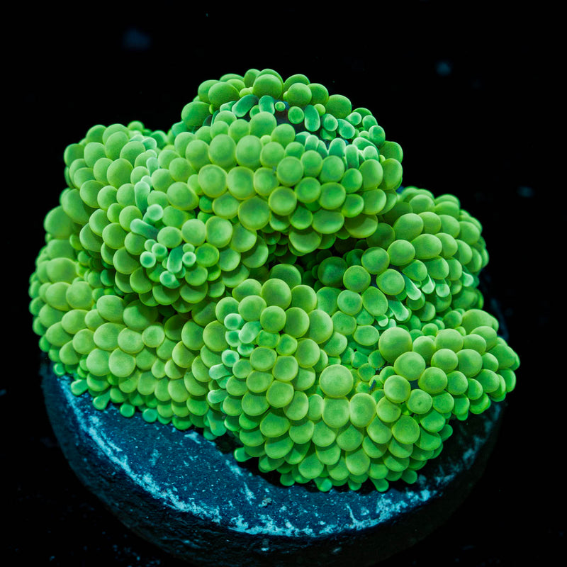 Green Ricordea Mushroom