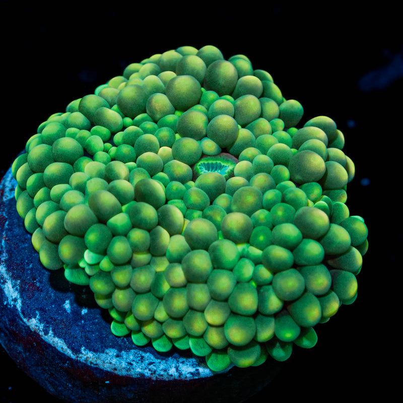 Green Ricordea Mushroom