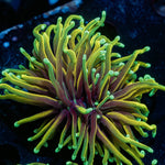 Inferno Gold Torch Euphyllia - riptide aquaculture llc