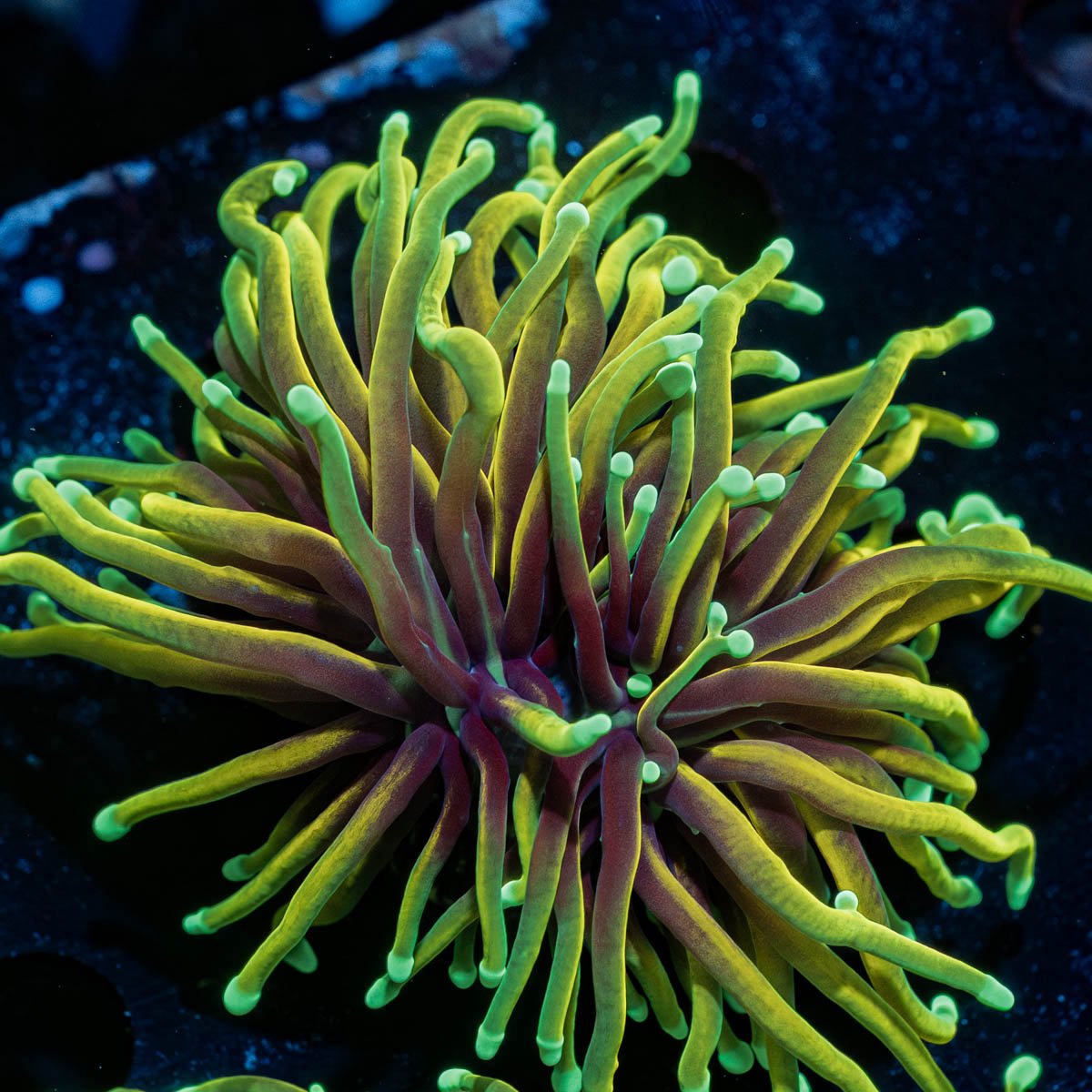 Inferno Gold Torch Euphyllia - riptide aquaculture llc