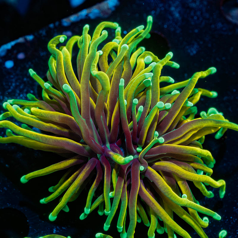 Inferno Gold Torch Euphyllia