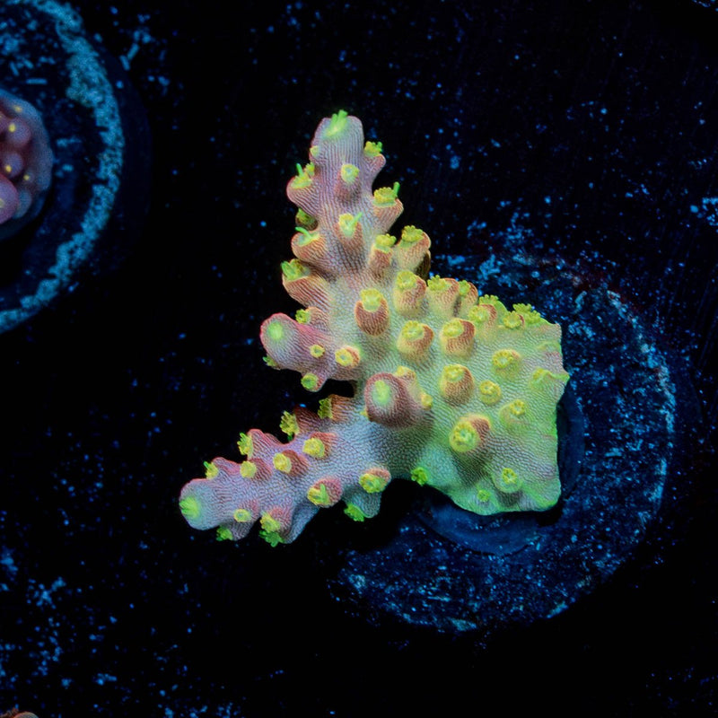 Paletta Pink Tip Acropora
