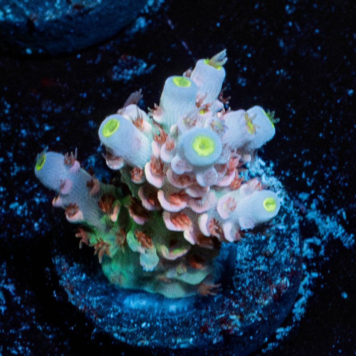 Tear Jerker Acropora - riptide aquaculture llc