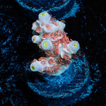 Cherry Bomb Tenuis - riptide aquaculture llc